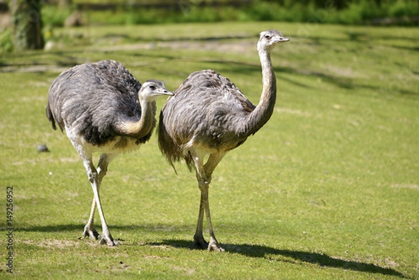 Obraz Dwa Greater Rheas (Rhea americana) chodzenie po trawie