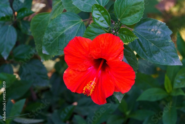 Obraz Vibrant red Chinese hibiscus (Hibiscus rosa-sinensis) flower in full bloom stands out against backdrop of lush green leaves, showcasing nature's vivid and striking beauty