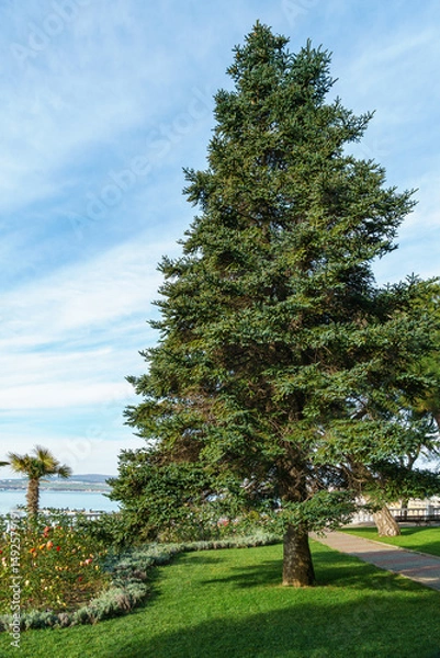 Obraz Dense evergreen tree Spanish fir (Abies pinsapo) with vibrant green needles stands tall against clear blue sky, showcasing its natural beauty and texture of Gelendzhik resort embankment