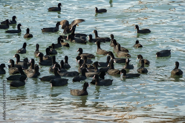 Obraz Flock of dark-colored waterfowl Eurasian coot (Fulica atra), also known as the common or Australian coot, swimming and gathering on calm water of Black sea of Gelendzhik