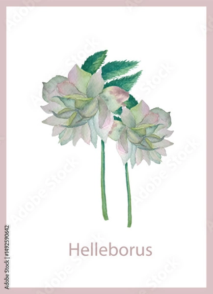 Fototapeta Helleborus watercolor postcard on white stock vector illustration for web, for print