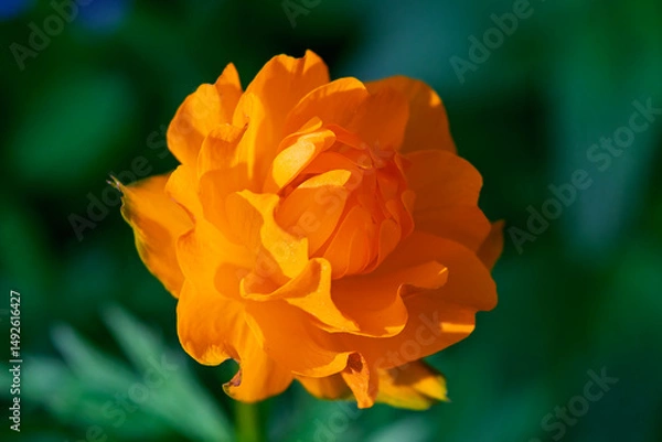 Fototapeta Asian globeflower Trollius asiaticus, a delicate dance of texture and color