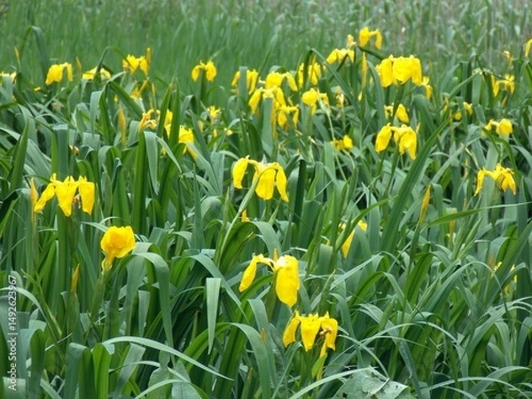 Obraz Iris pseudacorus