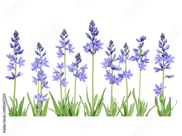 Obraz Vector illustration of Camassia leichtlinii Blue Danube, Camas, isolated frontal flower, garden plant, wildflower species, spring blossom, botanical art, natural flora, decorative leaf design.