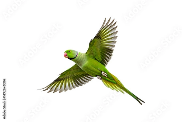Obraz Rose-ringed Parakeet isolated on transparent background, flying green parrot png