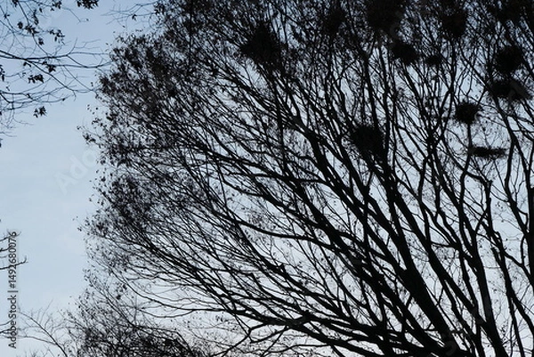 Obraz 冬の夕空と木のシルエット