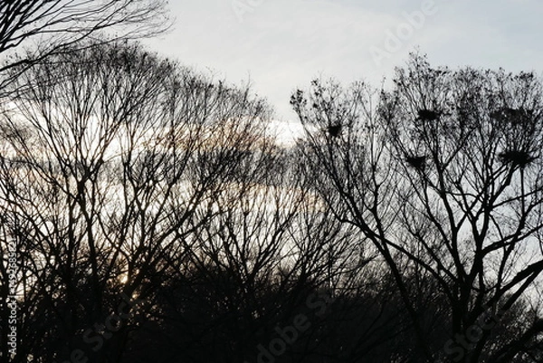 Obraz 冬の夕空と木のシルエット