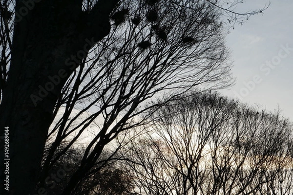 Obraz 冬の夕空と木のシルエット