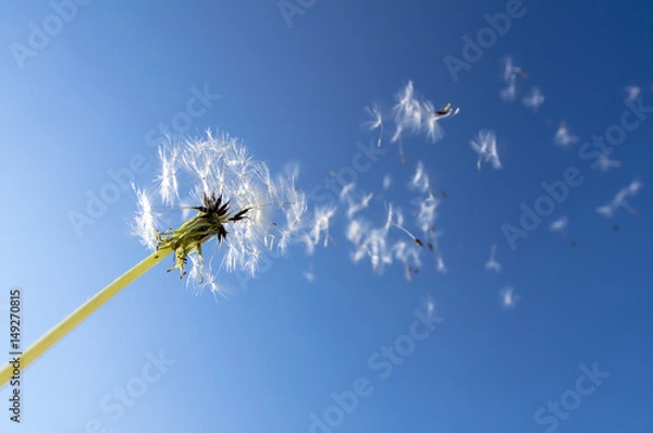 Obraz タンポポの綿毛