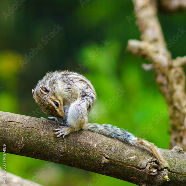 Fototapeta りす物語