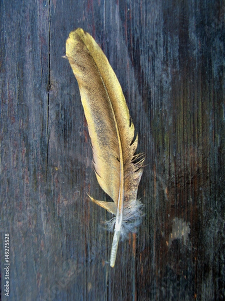 Obraz golden feather with tree