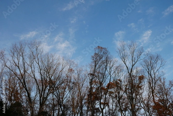 Obraz 冬枯れの木と空