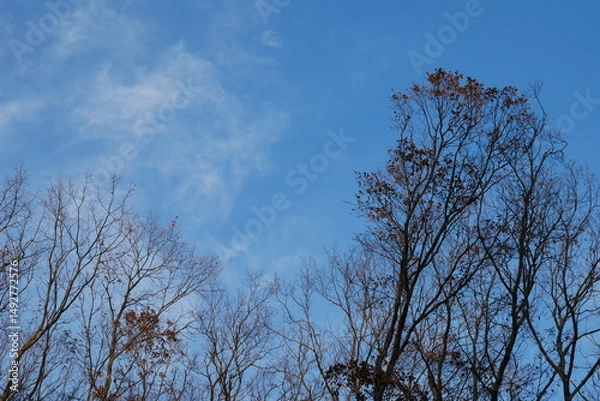 Obraz 冬枯れの木と空