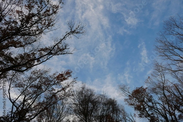 Obraz 冬の夕空と木のシルエット