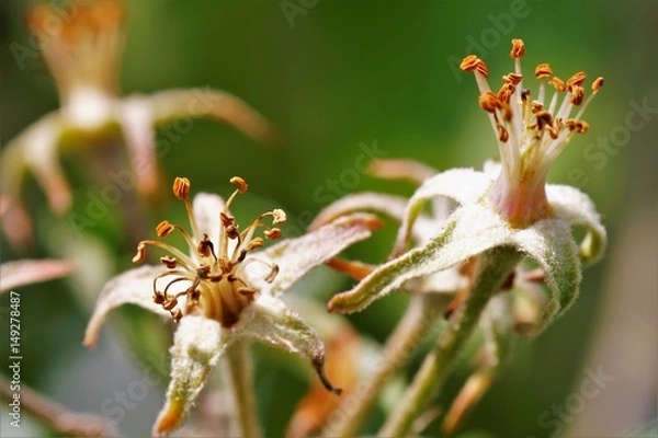 Obraz Apfelblüte ausgeblüht