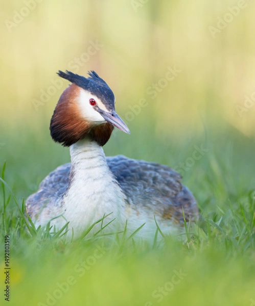 Obraz Great Crested Grebe in spring