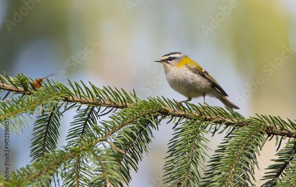 Obraz Common Firecrest - male bird at a wet  forest in spring