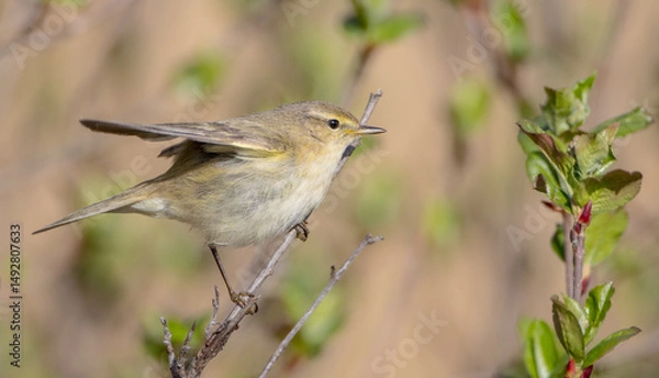 Fototapeta Common chiffchaff -  in early spring at a wetland 