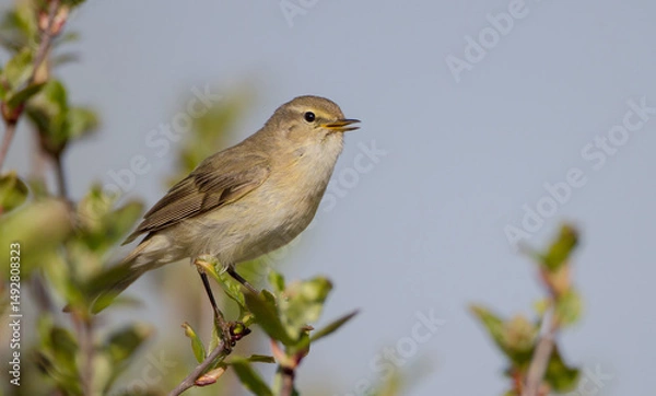 Obraz Common chiffchaff -  in early spring at a wetland 