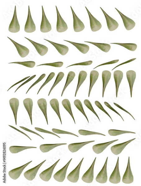 Obraz Rose Leaf 3d Rotation Sequence with Transparency