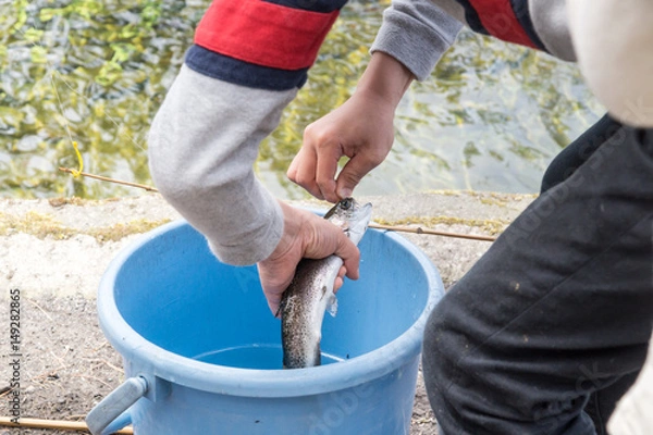 Fototapeta マス釣りの針はずし