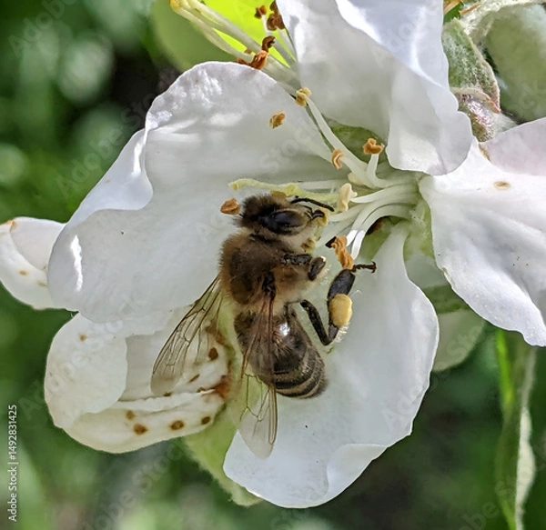 Obraz A bee pollinates the flowers of an apple tree. Every spring, with the first blossoms of fruit trees under the warm sun in the orchards, bees pollinate for a good harvest of juicy apples