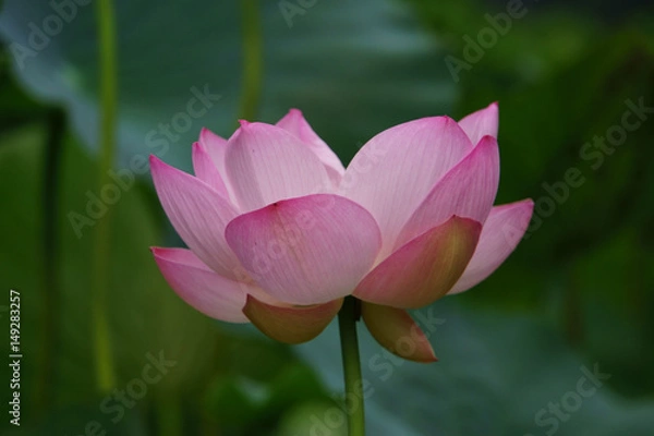 Fototapeta ハス４