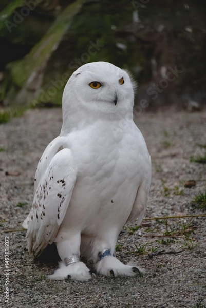 Obraz A captivating snowy owl stands firmly on a surface of grey gravel and sparse green grass