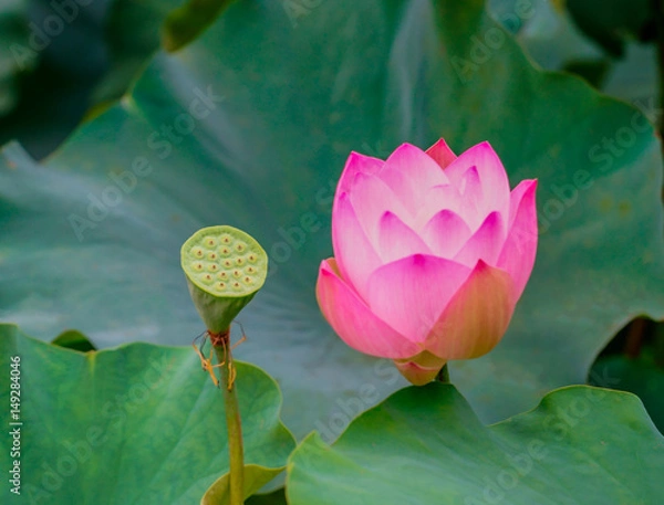 Fototapeta ハス８