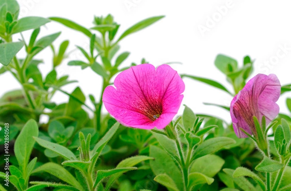 Obraz Bouquet of beautiful Calibrachoa.