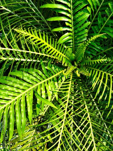 Fototapeta Close up the miniature tree fern or Oceaniopteris gibba after rain with sunlight, vertical image the beauty of plants.