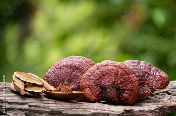 Obraz Lingzhi or Reishi mushroom,slices and powder on natural background.