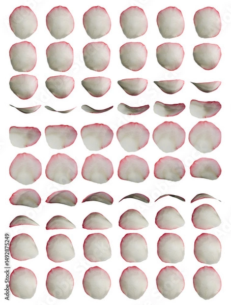Obraz White and reddish Rose Petal 3d Rotation Sequence with Transparency