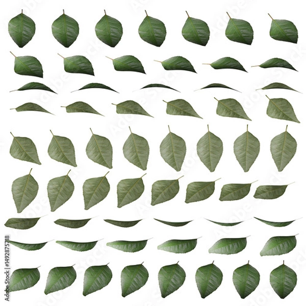 Obraz Rose Leaf 3d Rotation Sequence with Transparency