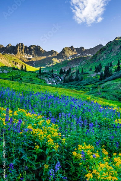 Obraz American Basin Wildflowers