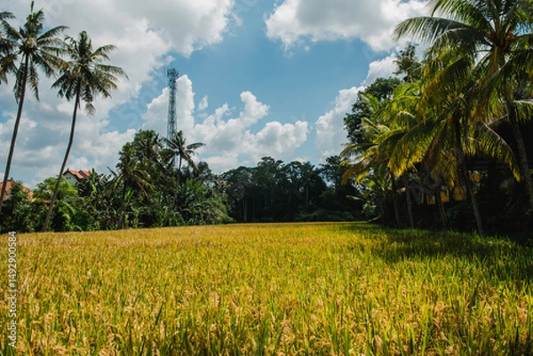 Fototapeta Golden Rice Paddy Field in Tropical Paradise with Palm Trees and Blue Sky