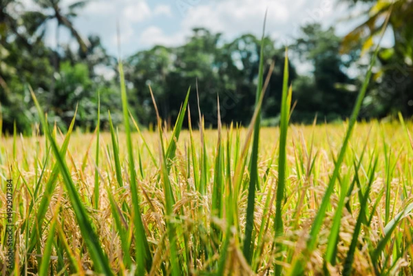 Fototapeta Golden Rice Paddy Field in Tropical Paradise Close-up View of Ripe Rice Plants