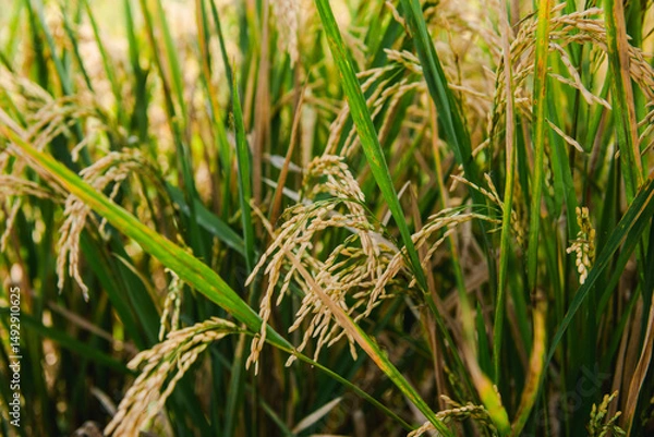 Fototapeta Golden Rice Plants in a Lush Green Field Close-Up View of Rice Paddy