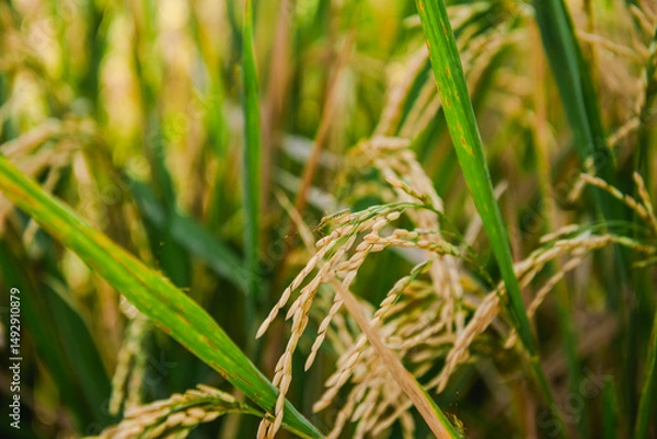 Fototapeta Close-up of Rice Plants in a Paddy Field, Showing Grain Development