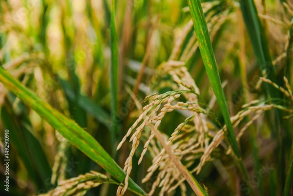 Fototapeta Golden Rice Paddy Field Close-Up View of Ripe Rice Grains