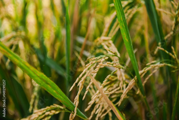 Fototapeta Golden Rice Paddies Close-Up View of Ripe Rice Grains in a Lush Green Field