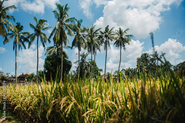 Fototapeta Lush Green Rice Paddy Field with Palm Trees Under a Blue Sky