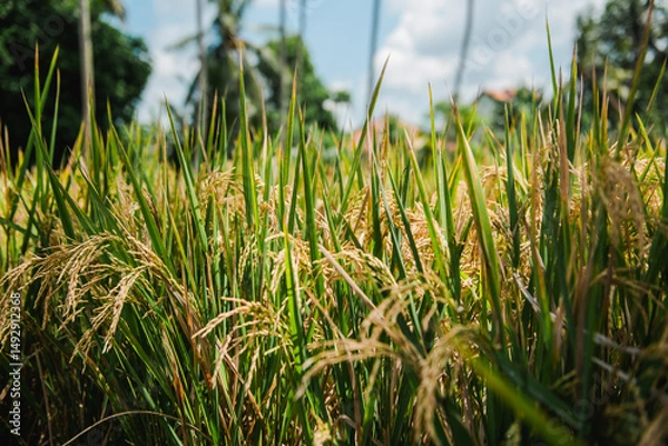 Fototapeta Golden Rice Paddies in Tropical Paradise A Close-Up View of Nature's Bounty
