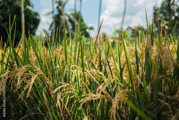 Fototapeta Golden Rice Paddy Field in Tropical Paradise Close-Up View of Ripe Rice Plants