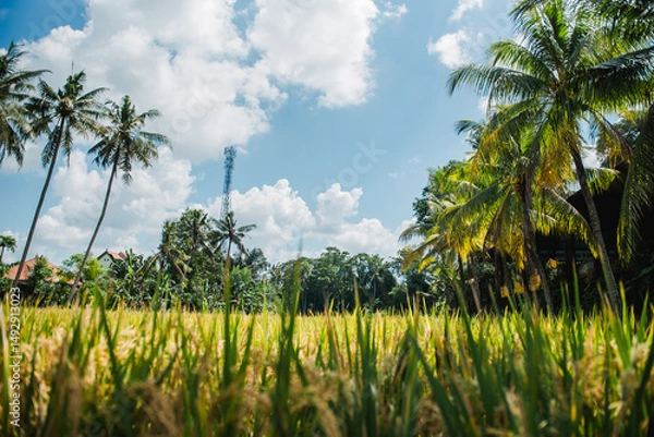 Fototapeta Golden Rice Paddies and Palm Trees Under a Sunny Sky