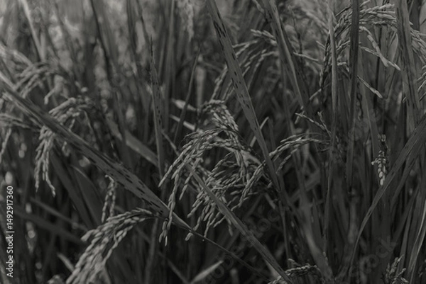 Fototapeta Monotone Rice Paddy Field Close-Up Texture of Rice Plants