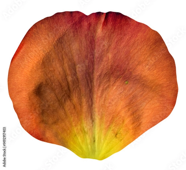 Obraz Orange Rose Petal isolated on transparent background