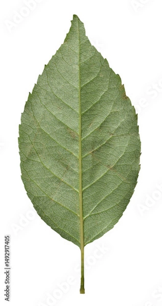 Obraz Rose Leaf isolated on transparent background