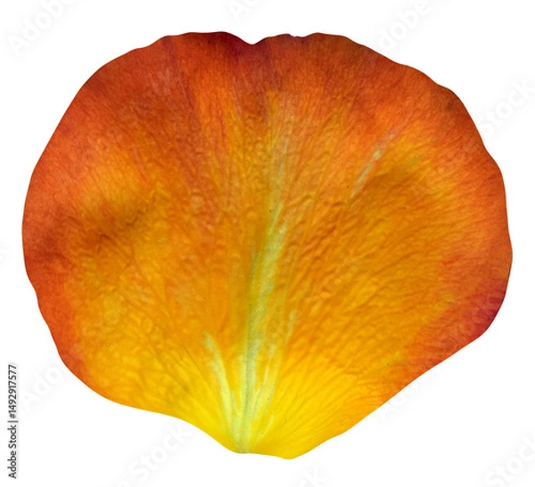 Obraz Orange Rose Petal isolated on transparent background