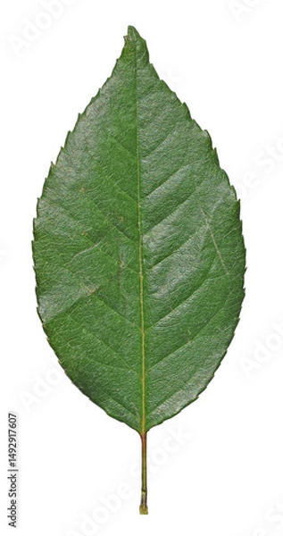 Obraz Rose Leaf isolated on transparent background